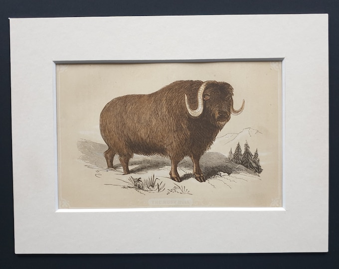 The Musk Bull - Original 1851 John Tallis woodblock print