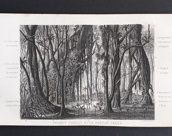 Swampy Forest with Banyan trees - Original 1866 woodcut print
