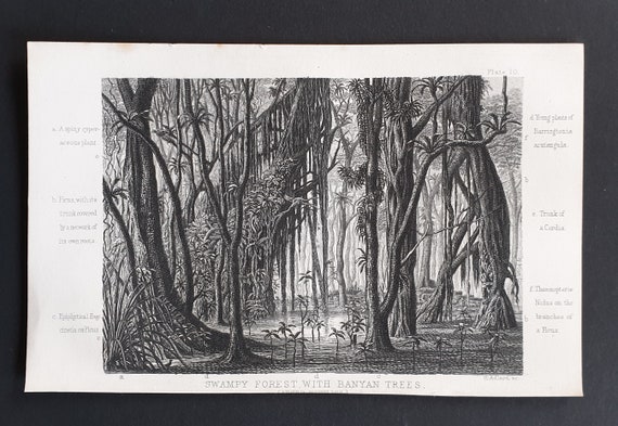 Swampy Forest with Banyan trees - Original 1866 woodcut print