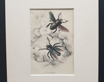 Xylocopa Latipes, Xylocopa Tenuiscapa  - Original c1870 hand coloured insect print in mount