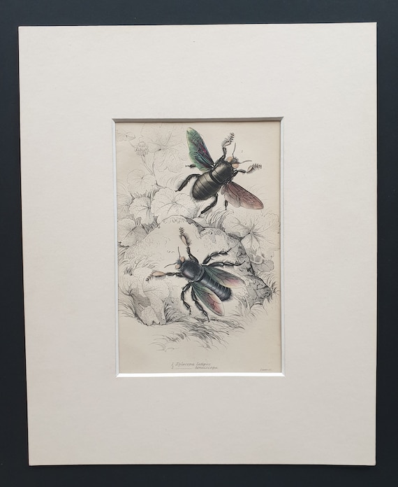 Xylocopa Latipes, Xylocopa Tenuiscapa  - Original c1870 hand coloured insect print in mount