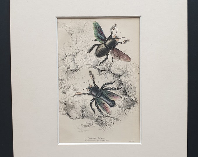 Xylocopa Latipes, Xylocopa Tenuiscapa  - Original c1870 hand coloured insect print in mount