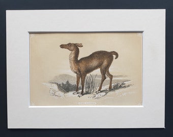 The Llama - Original 1851 John Tallis woodblock print