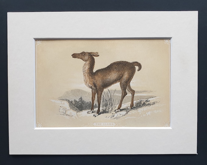 The Llama - Original 1851 John Tallis woodblock print