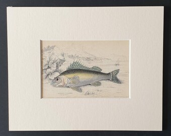 The Ruffe - Original 1843 hand coloured fish print in mount