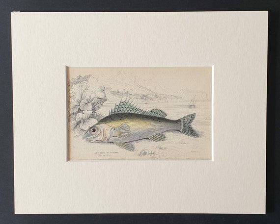 Original 1843 hand coloured fish print in mount - The Ruffe