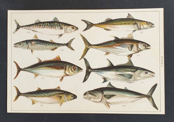 Original 1915 fish print - Plate 7