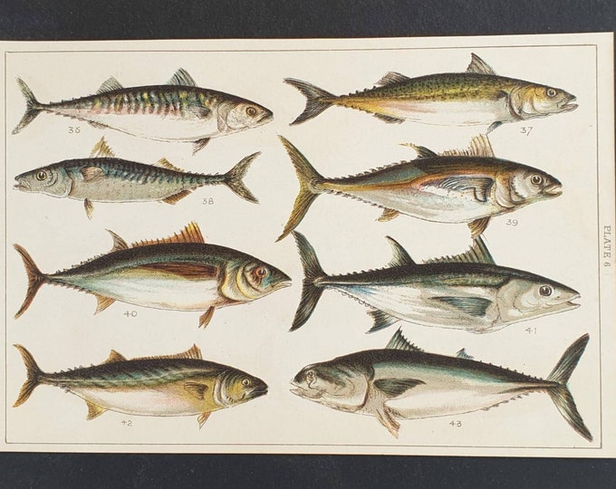 Original 1915 fish print - Plate 7