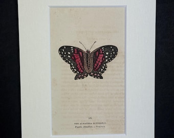 The Almathea Butterfly - Original 1832 Hand Coloured Antique Print