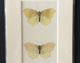 Original 1890 butterflies print in mount