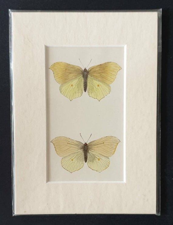 Original 1890 butterflies print in mount