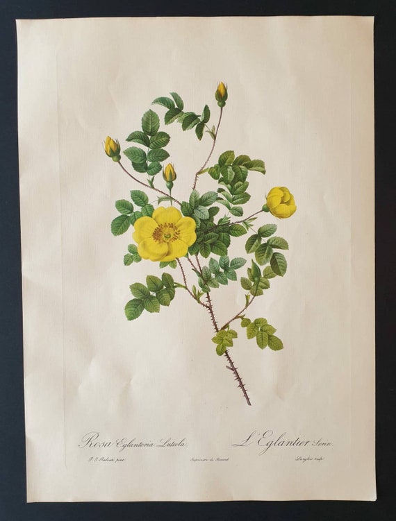 Original 1954 Rose print - Rosa Eglanteria Luteola
