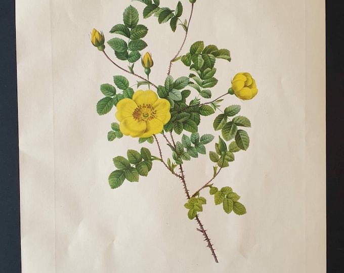 Original 1954 Rose print - Rosa Eglanteria Luteola