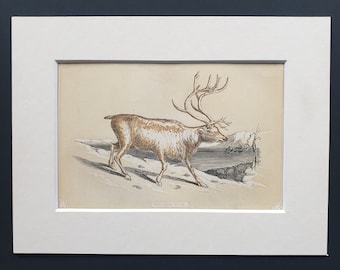 The Rein Deer - Original 1851 John Tallis woodblock print