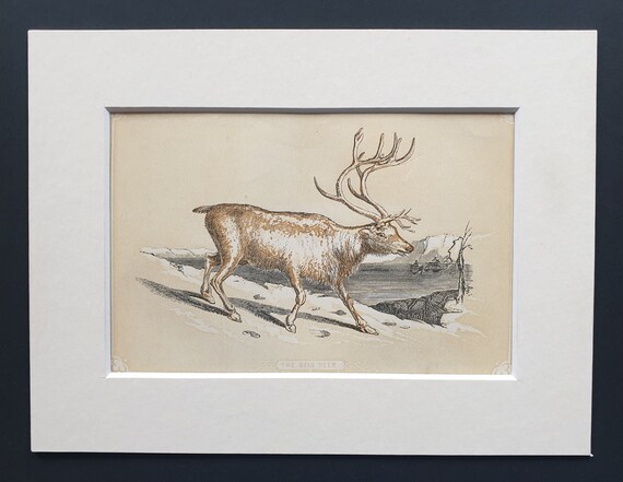 The Rein Deer - Original 1851 John Tallis woodblock print