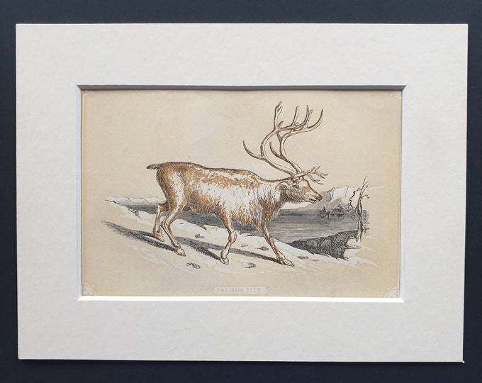 The Rein Deer - Original 1851 John Tallis woodblock print