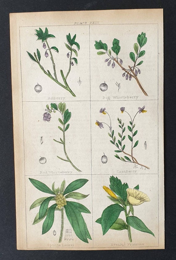 Original 1854 hand coloured botanical print