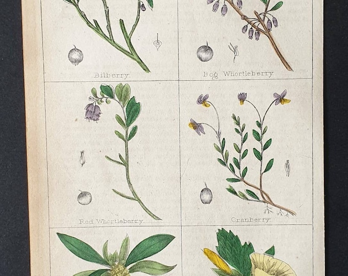 Original 1854 hand coloured botanical print