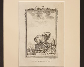 Oistiti or Striated Monkey - Original 1791 Buffon print in mount