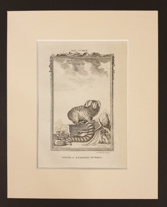 Oistiti or Striated Monkey - Original 1791 Buffon print in mount