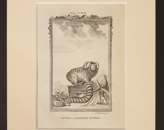 Oistiti or Striated Monkey - Original 1791 Buffon print in mount