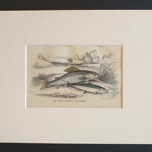 May include: A vintage print depicting two fish, one striped and one silver, set against a landscape. The fish are rendered with detailed colour and shading, with a river and foliage in the background. The print is matted and ready to frame.
