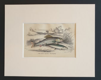 The Smelt or Sparling, The Grayling - Original c1860 hand coloured fish print in mount