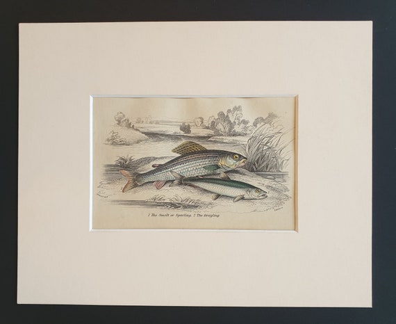The Smelt or Sparling, The Grayling - Original c1860 hand coloured fish print in mount