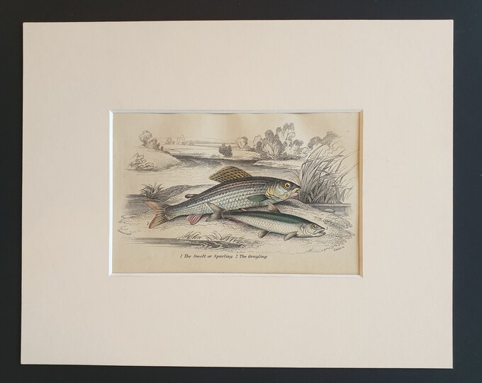 The Smelt or Sparling, The Grayling - Original c1860 hand coloured fish print in mount