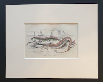 Hawkins Gymnetrus, Red Band Fish - Original c1860 hand coloured fish print in mount
