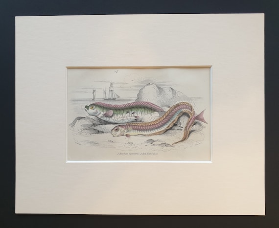 Hawkins Gymnetrus, Red Band Fish - Original c1860 hand coloured fish print in mount