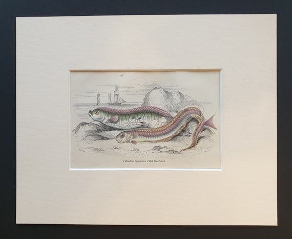 Hawkins Gymnetrus, Red Band Fish - Original c1860 hand coloured fish print in mount