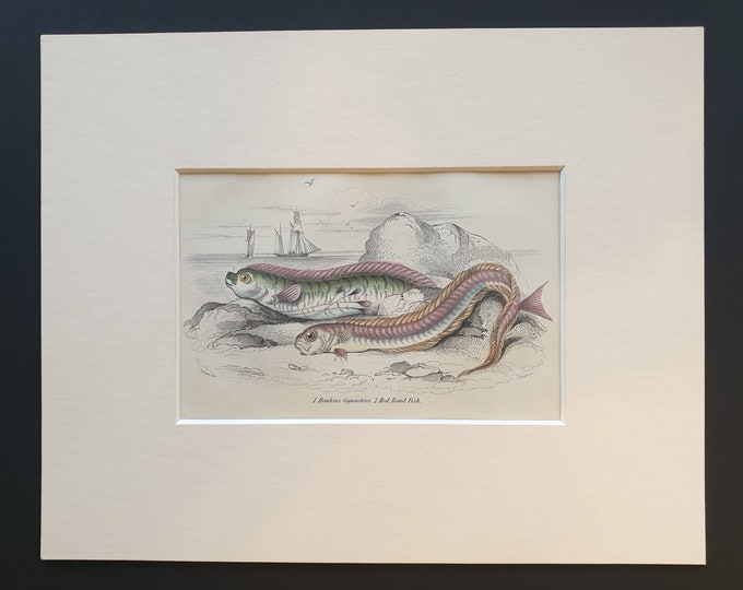 Hawkins Gymnetrus, Red Band Fish - Original c1860 hand coloured fish print in mount