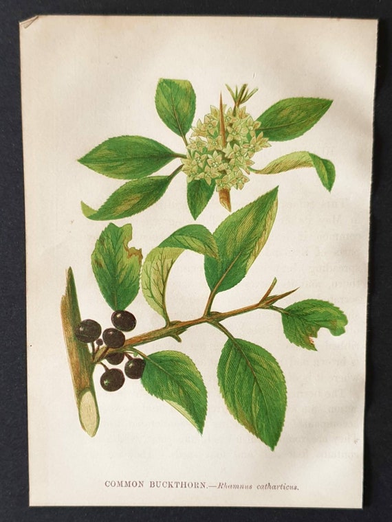Original 1857 poisonous plant print - Common Buckthorn