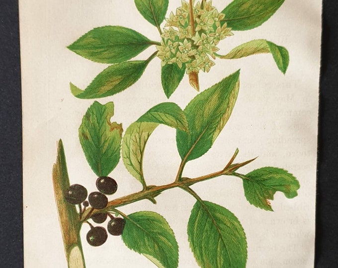 Original 1857 poisonous plant print - Common Buckthorn