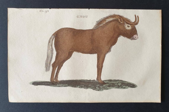 Original 1821 hand coloured animal print - Gnou