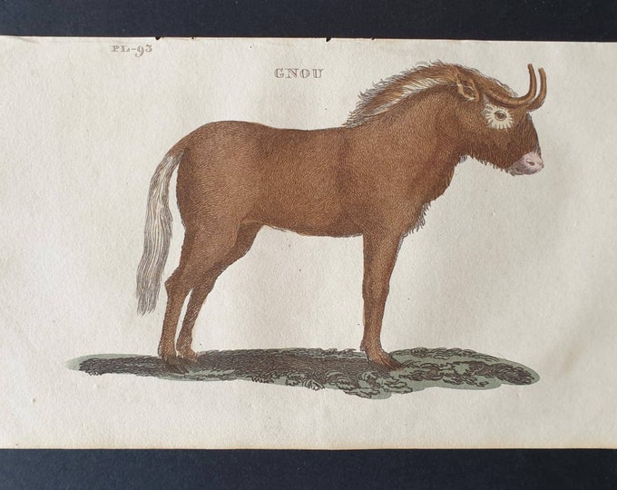 Original 1821 hand coloured animal print - Gnou