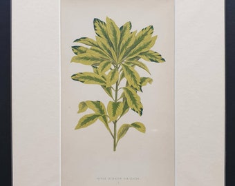 Daphne Mezereum Variegatum - Original 1865 leaf print