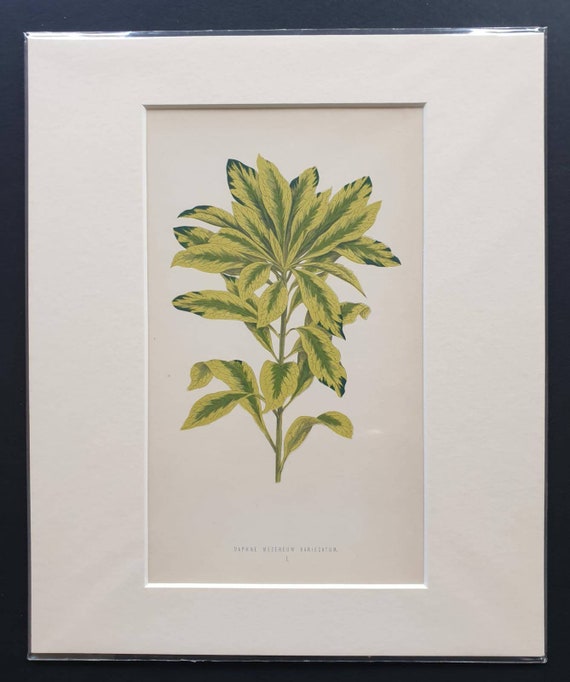 Original 1865 leaf print 'Daphne Mezereum Variegatum'