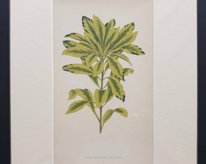 Original 1865 leaf print 'Daphne Mezereum Variegatum'