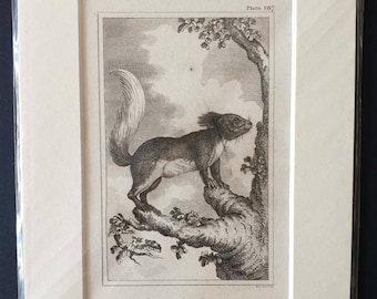 Siberian Grey Squirrel - Original 1812 Buffon print