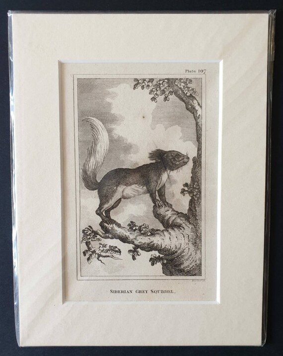 Original 1812 Buffon print - Siberian Grey Squirrel