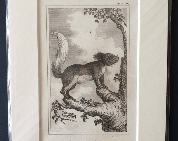 Original 1812 Buffon print - Siberian Grey Squirrel