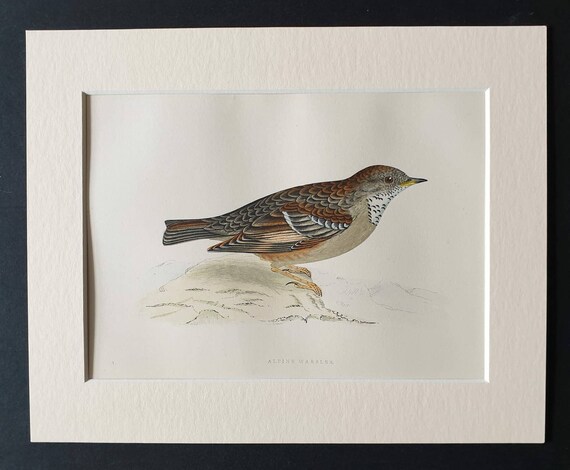 Original 1891 hand coloured bird print in mount - Alpine Warbler