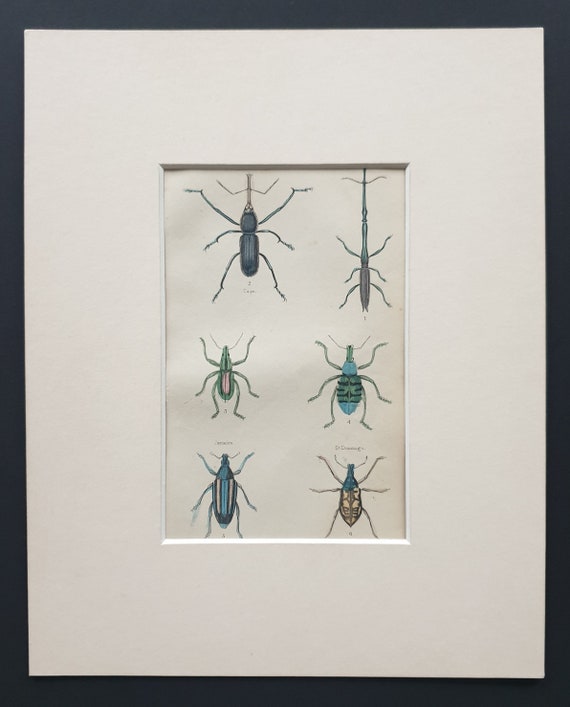 Curculio Varieties - Original c1860 hand coloured beetle print in mount