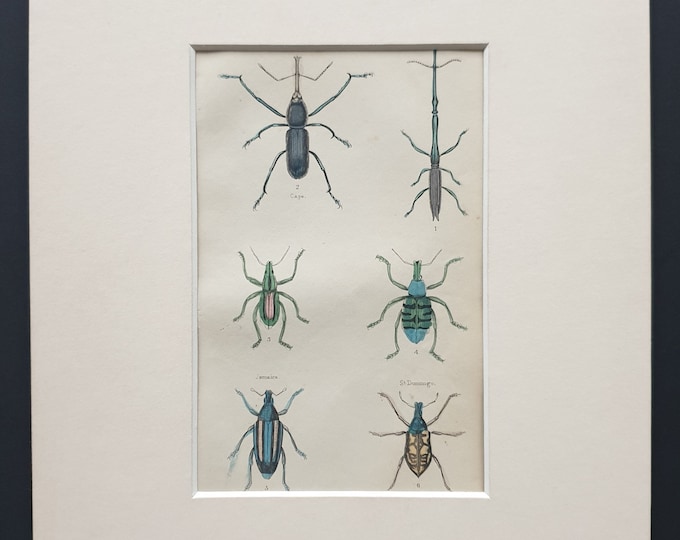 Curculio Varieties - Original c1860 hand coloured beetle print in mount