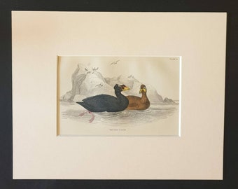 The Surf Scoter - Original c1840 hand coloured bird print in mount