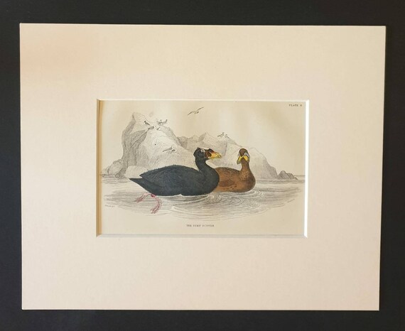 Original c1840 hand coloured bird print in mount - The Surf Scoter