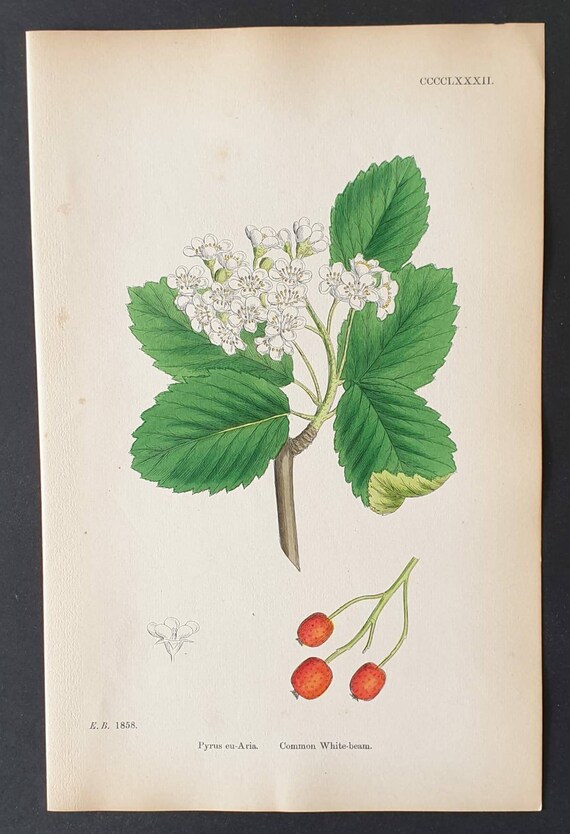 Original 1863 hand coloured botanical print - Common White Beam