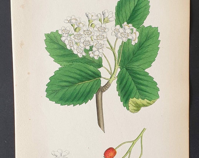 Original 1863 hand coloured botanical print - Common White Beam